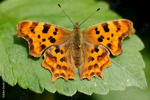 Comma butterfly on leaf