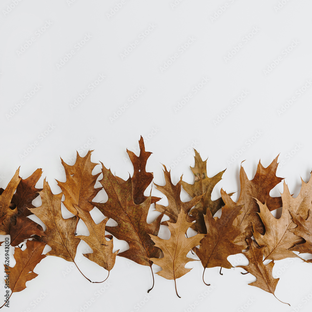 Naklejka premium Minimal autumn fall composition. Dried oak tree leaves on white background