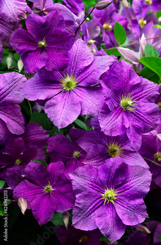 Purple flowers clematis in sun light on garden in summer