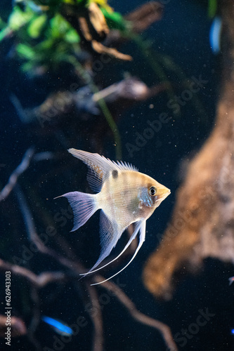 Pterophyllum Leopoldi