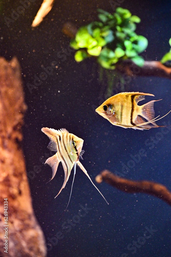Pterophyllum Leopoldi