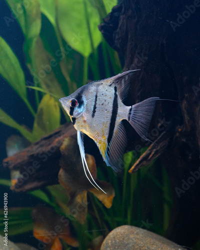 Pterophyllum Rio Nanay
