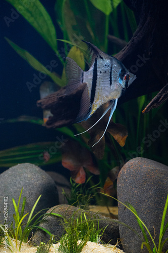 Pterophyllum Rio Nanay