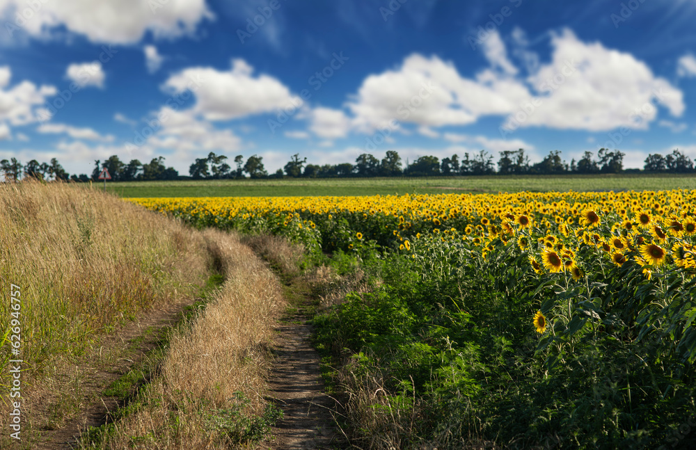 Road through an agricultural field of sunflowers, cereal crops for the production of sunflower oil.
Road through an agricultural field of sunflowers, cereal crops for the production of sunflower oil.