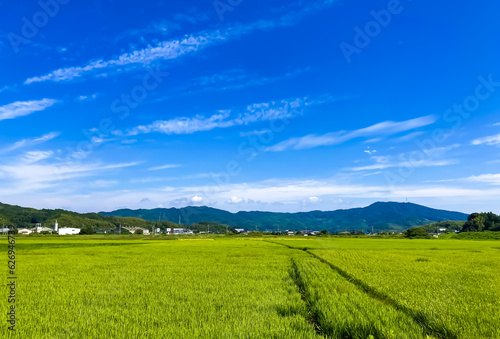 日本の田舎　田んぼの風景