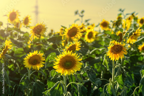 sunflowers in a field of a beautiful landscape, yellow sunflower flowers against the sky.
