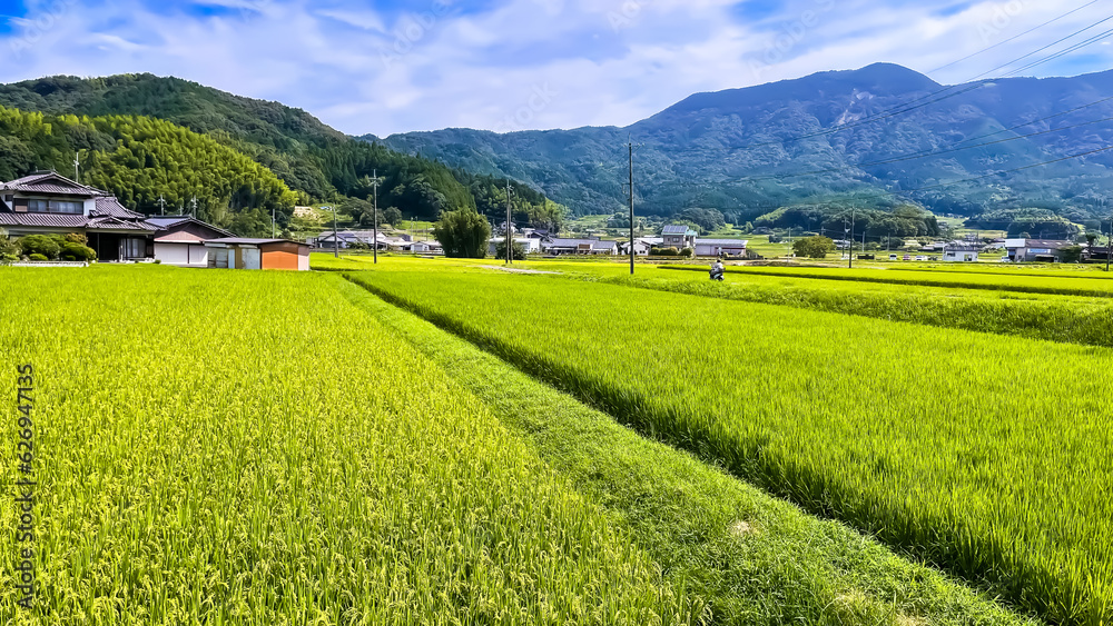 日本　緑の田んぼ　あの夏の日　壁紙　背景