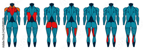 Body muscle anatomy back. Human muscular back, man athletic build with muscular groups, healthy and sporty. Vector illustration. Male body parts, physical activity training cartoon banner