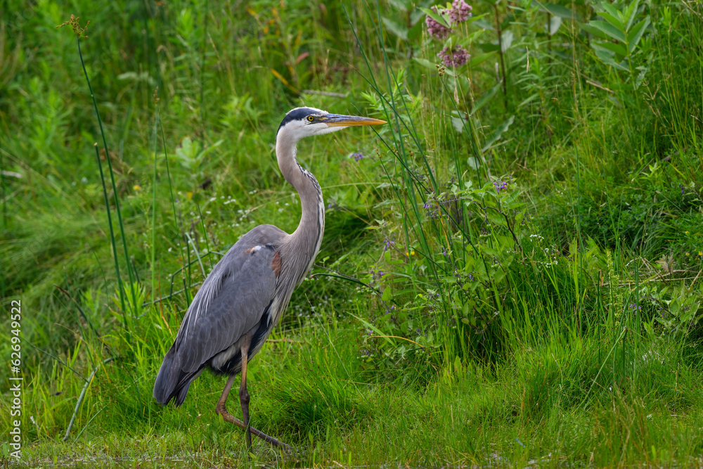 Great Blue Heron standing on green grass, portrait Great Blue Heron standing on green grass, portrait