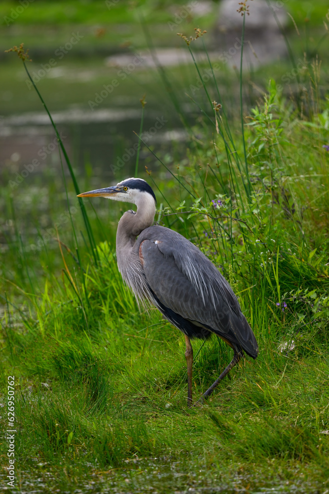 Great Blue Heron standing on green grass, portrait Great Blue Heron standing on green grass, portrait