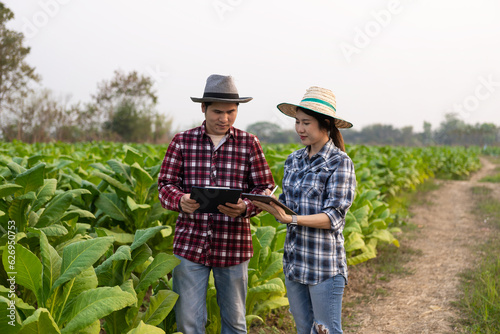 Asian male and female tobacco farmers inspect the quality of tobacco leaves in a tobacco plantation in Thailand. Tobacco growers use tablets to check their quality.