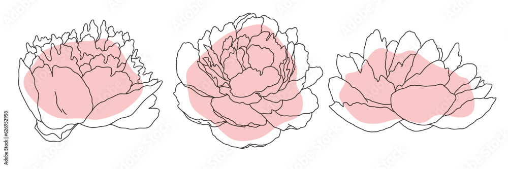 Peony blossom in bloom black line on pink color abstract shape illustration. Hand drawn realistic detailed vector clipart collection. Peony blossom in bloom black line on pink color abstract shape illustration. Hand drawn realistic detailed vector clipart collection.
