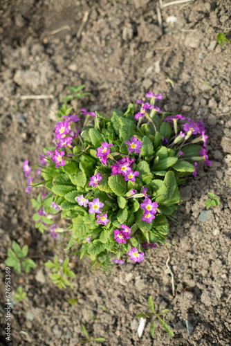 Flowers in ground. Top view of flower bed. Planting.