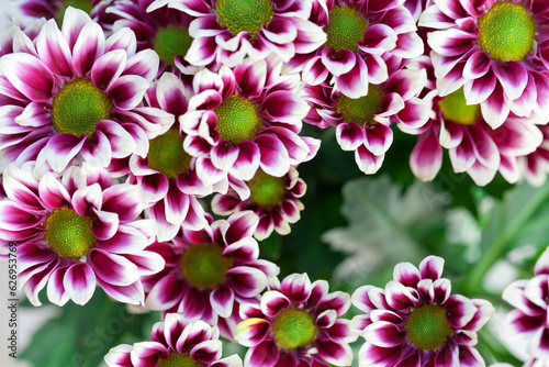 Multicolor chrysanthemum flowers, background.