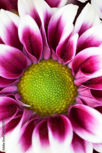 A single multicolor chrysanthemum flower, close-up.