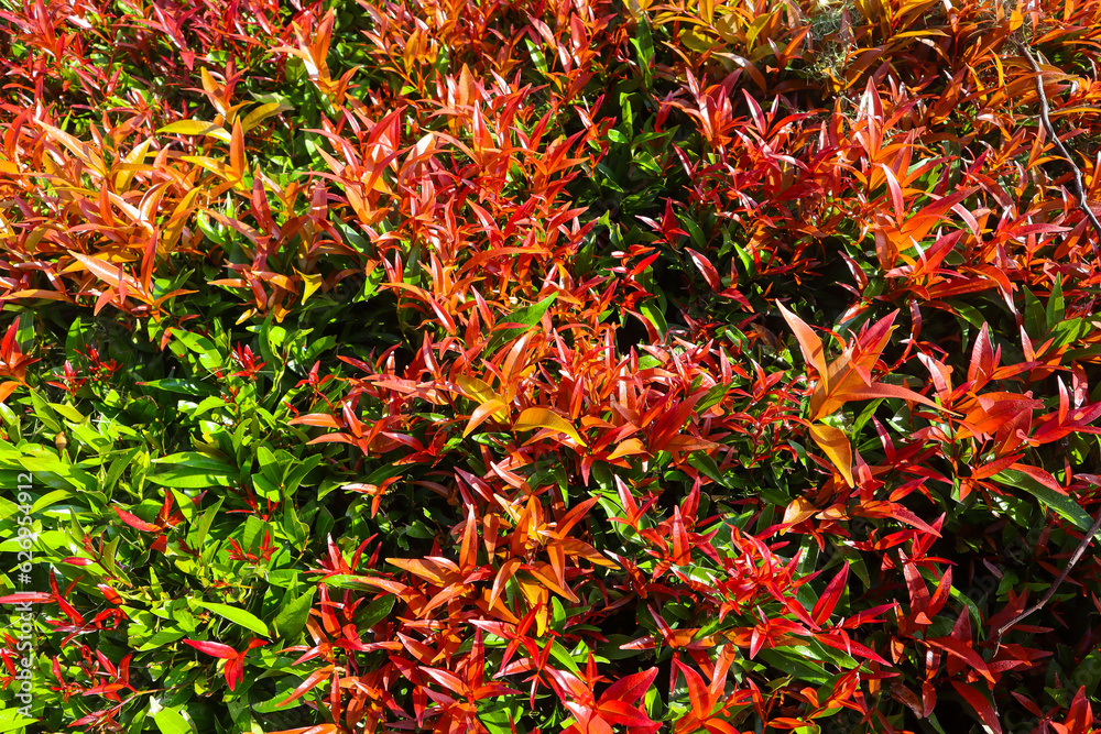 Top view of reddish-orange shoot plant or Syzygium oleana tree plant in the morning sunlight, a medicinal plant that contains antioxidant and antibacterial compounds. Can also be used as an ornamental