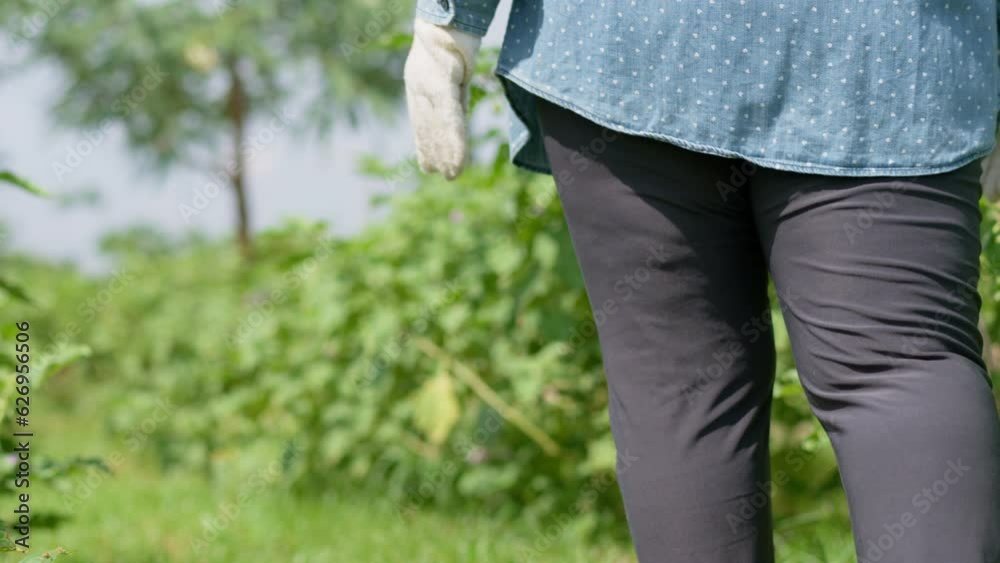 Portrait of a happy old age woman and retirement walking in gardening and growing plants in a garden center near the city. Outdoor hobby and healthy activity. Lifestyle and hobby for retirement Portrait of a happy old age woman and retirement walking in gardening and growing plants in a garden center near the city. Outdoor hobby and healthy activity. Lifestyle and hobby for retirement