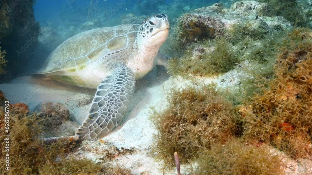 Sea Turtle in the coral reef of the Caribbean Sea