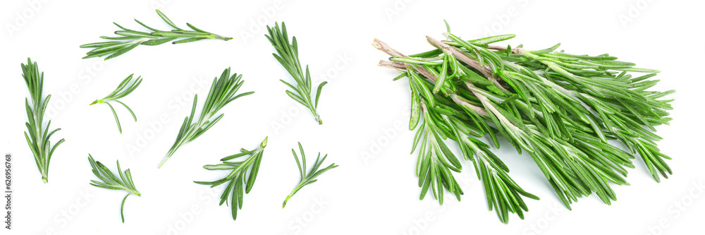 Fresh green rosemary isolated on a white background. Top view. Flat lay Fresh green rosemary isolated on a white background. Top view. Flat lay