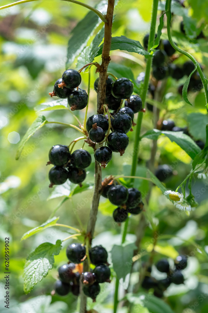 Blurred image of currant berries on a branch on a after rain. Blurred image of currant berries on a branch on a after rain.