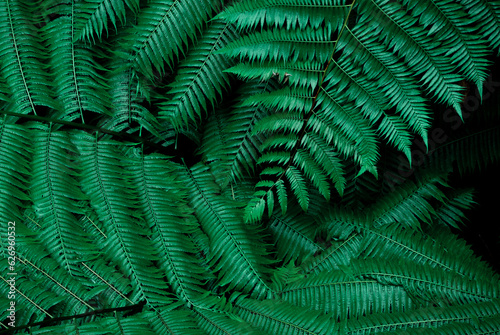 Green leaf abstract background  Leaf texture