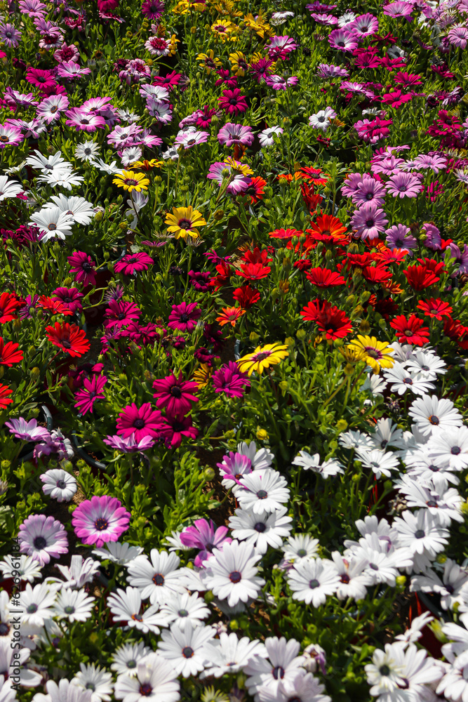 Bellis perennis, Daisy flowers in different colors growing 