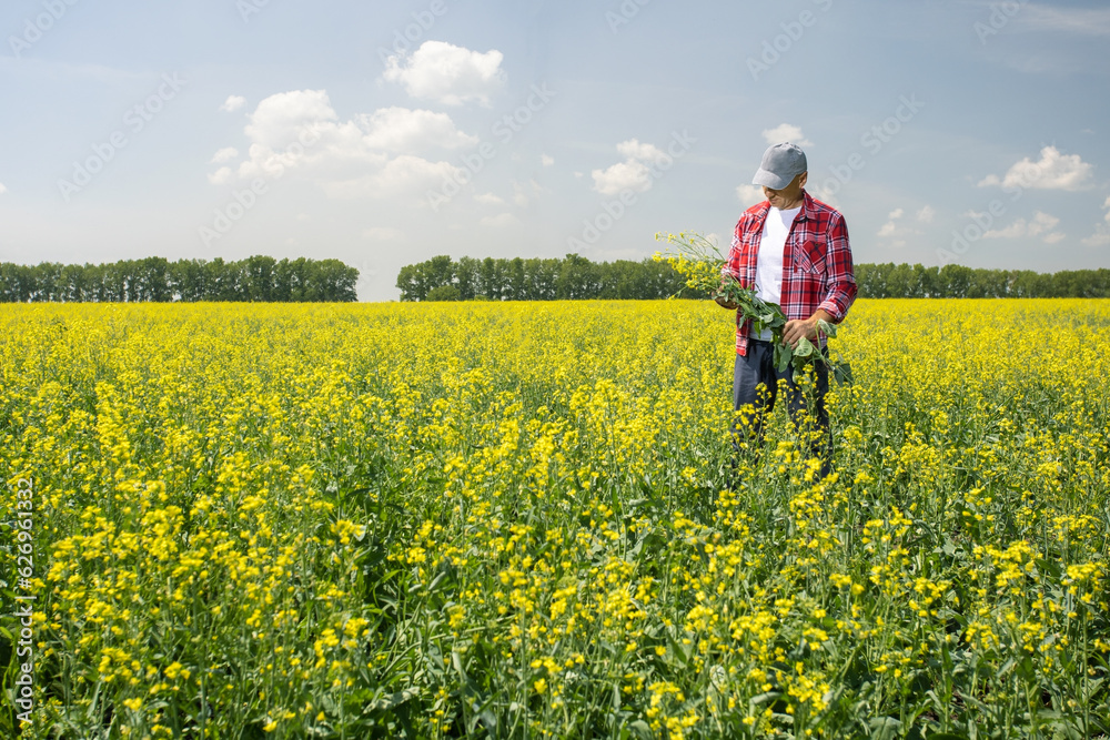  farmer standing in a rapeseed field and examining crop.
