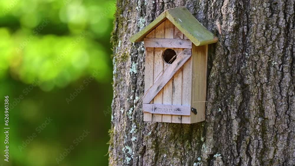 Female Eastern Bluebird tending nest in a birdhouse Female Eastern Bluebird tending nest in a birdhouse