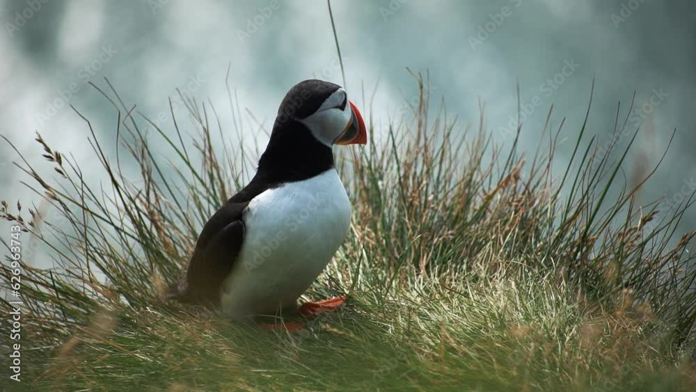 Portrait of a northern puffin sitting on the grass near to the sea. Closeup of beautiful and watchful seabird in natural landscape. Red beak bird enjoying the place. Concept of Iceland and view