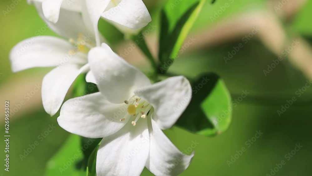 close up of white flower close up of white flower