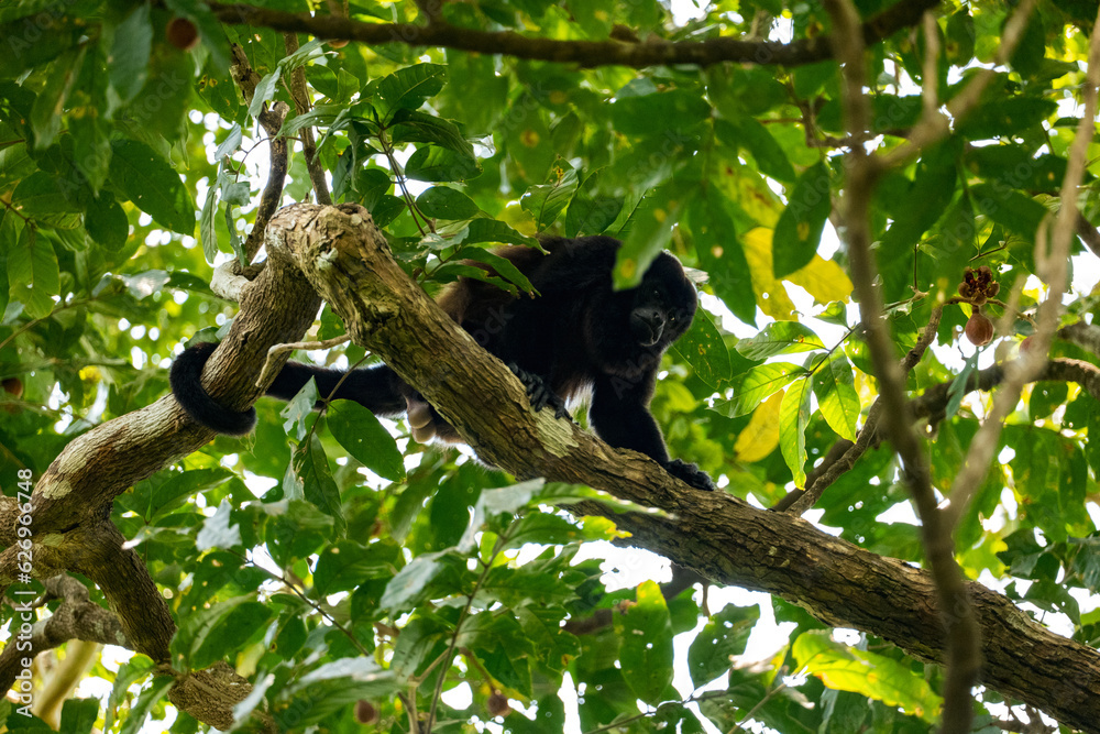 Mantled howler monkey in the tree