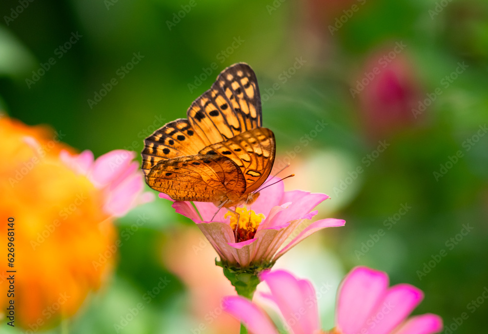 Artistic photo of orange butterfly on a pink Zinnia with blurred flower garden in background Artistic photo of orange butterfly on a pink Zinnia with blurred flower garden in background