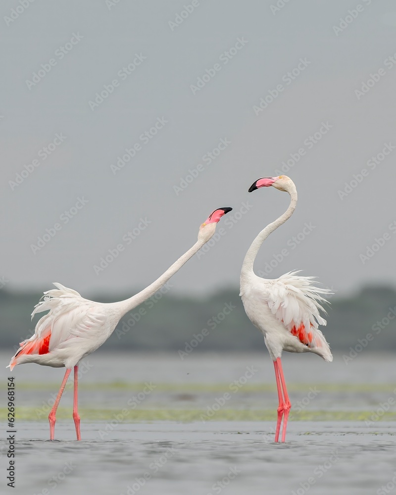 Most Romantic photo of Flamingo starting the fight