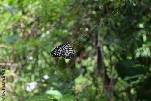 Close up ventral view of a Glassy Tiger butterfly perched on a vine tip