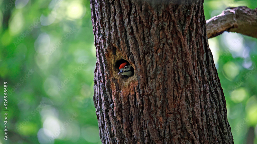 Obraz premium Great spotted woodpecker and chicks