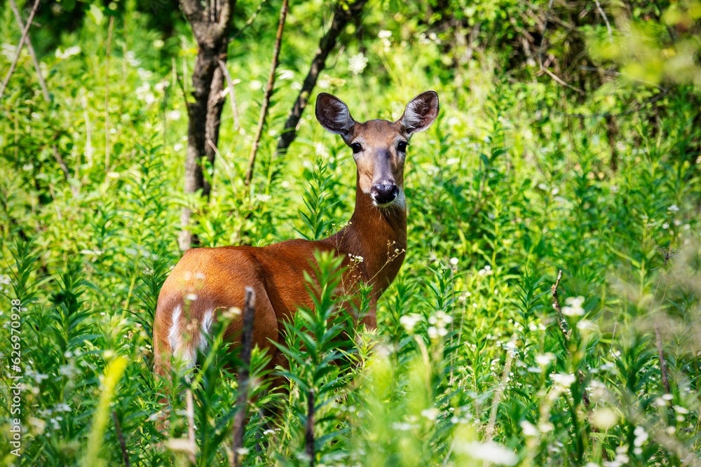 Obraz premium A White-tailed deer, a doe, pauses from her feeding to gaze at the camera.