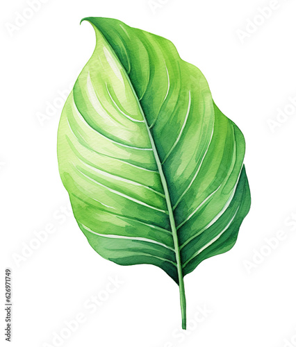 green leaf isolated on white background watercolor