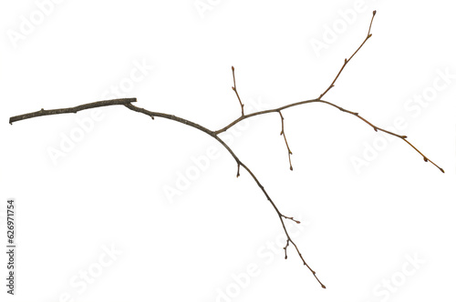 Dry empty twig isolated on white or transparent background