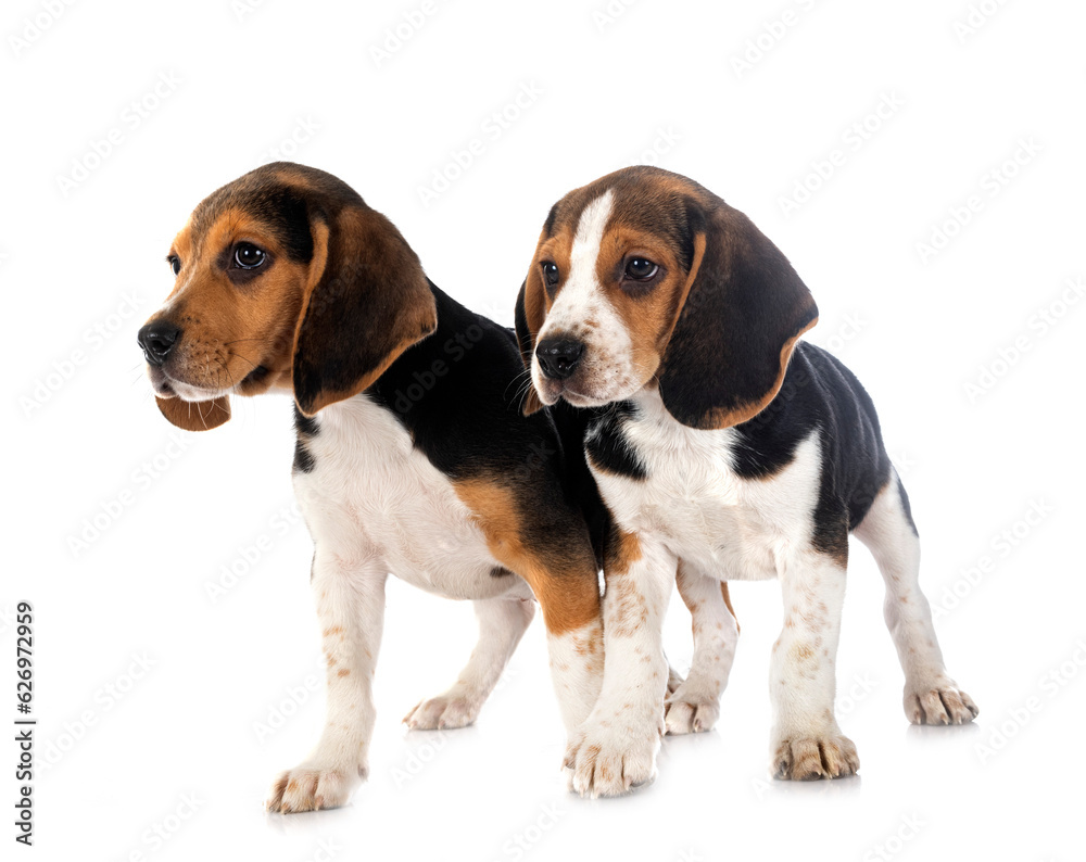young beagles in studio