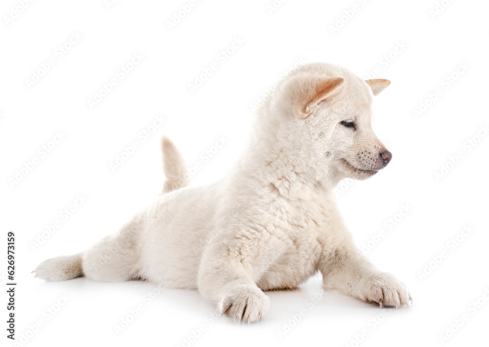 young shiba inu in studio young shiba inu in studio