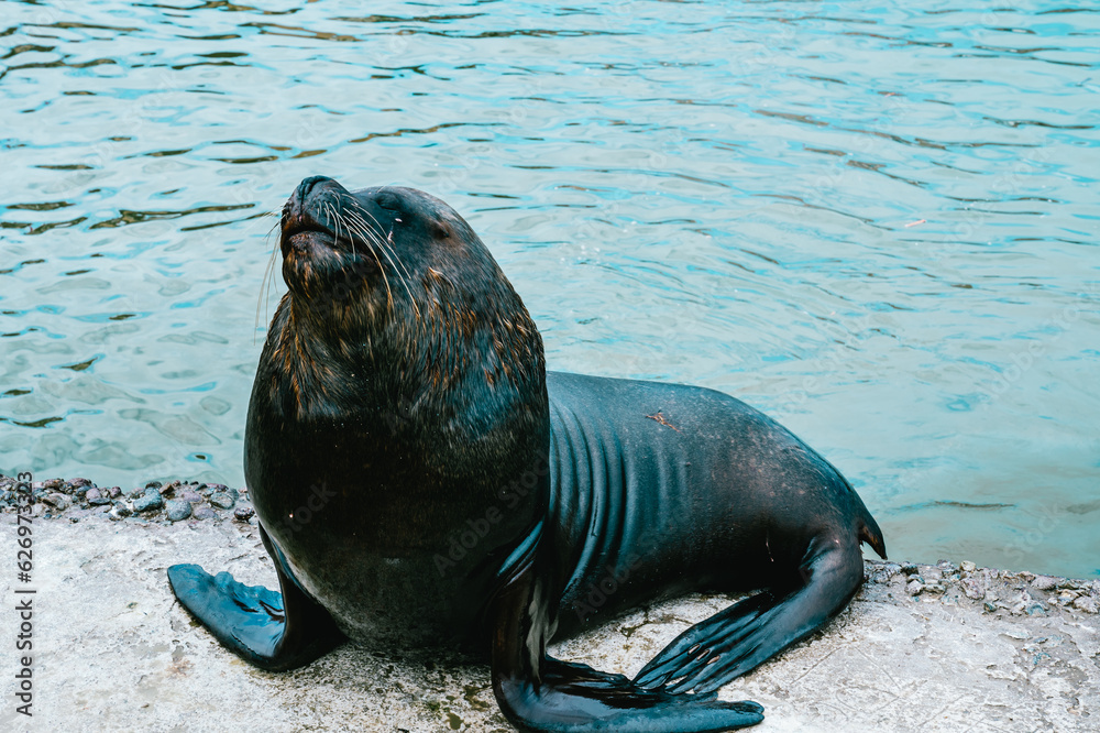 Obraz premium View of a sea lion in the seaport.