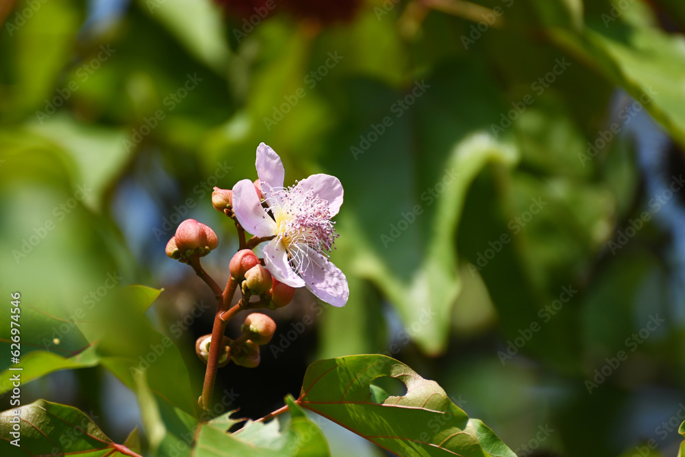 Flower of Bixa orellana, also known as achiote, is a medium tree and grown in many countries worldwide Flower of Bixa orellana, also known as achiote, is a medium tree and grown in many countries worldwide