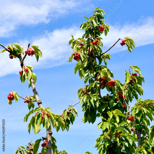 berries of a cherry, cherry picking, cherry orchards, oregon state, near portland, usa