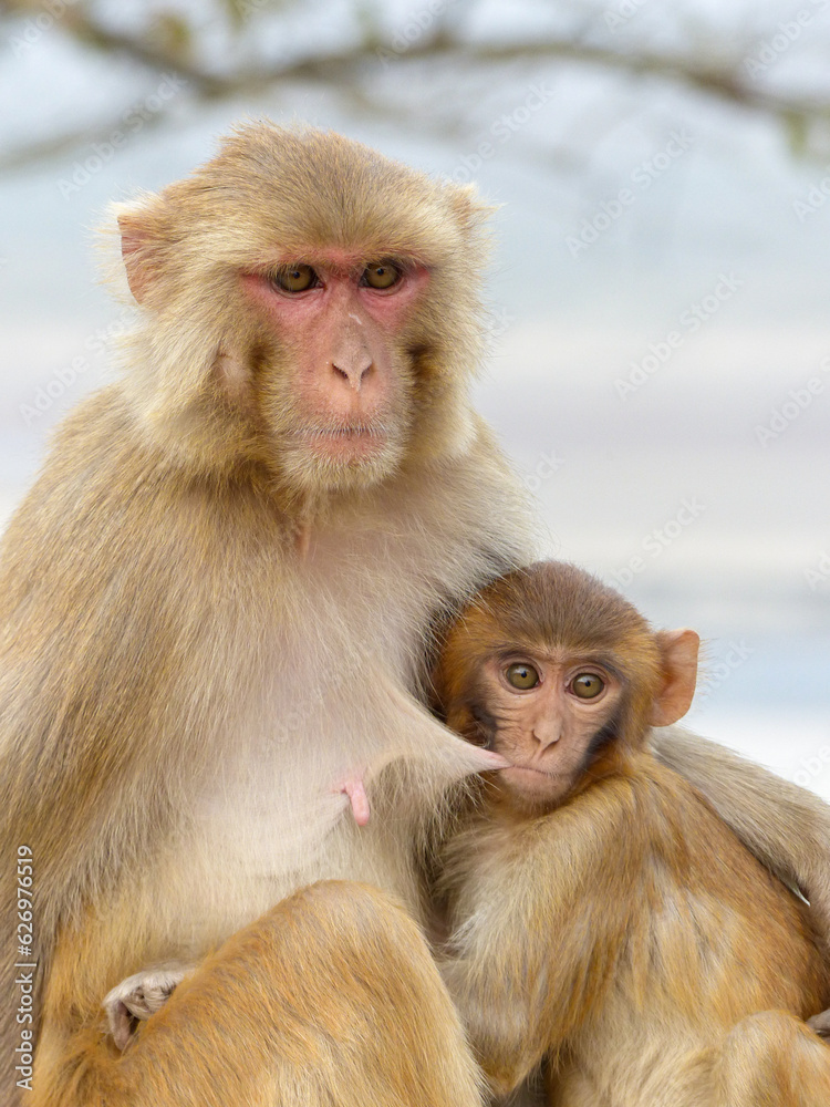 Fototapeta premium A mother Rhesus Macaque suckles her infant in Jim Corbett Tiger Reserve, Northern India.