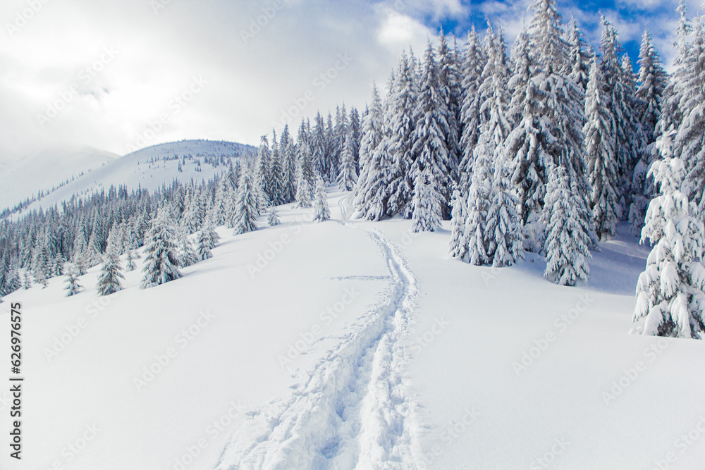 Path in the snow in the snow-capped mountains during the winter climbing to the Ukrainian peak Hoverla