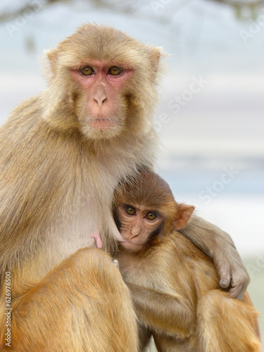 A mother Rhesus Macaque suckles her infant in Jim Corbett Tiger Reserve, Northern India. © Wayne Jones