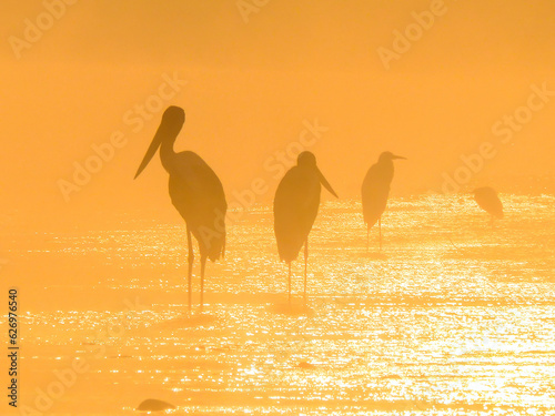 Black-necked Storks silhouetted in the morning mist in Jim Corbett National Park, India. photo