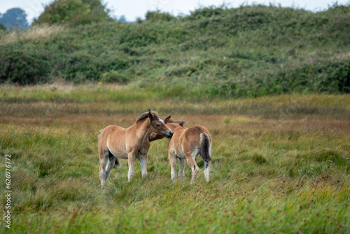 New Forest Pony foals at Lymington and Keyhaven Marshes Nature Reserve Hampshire England