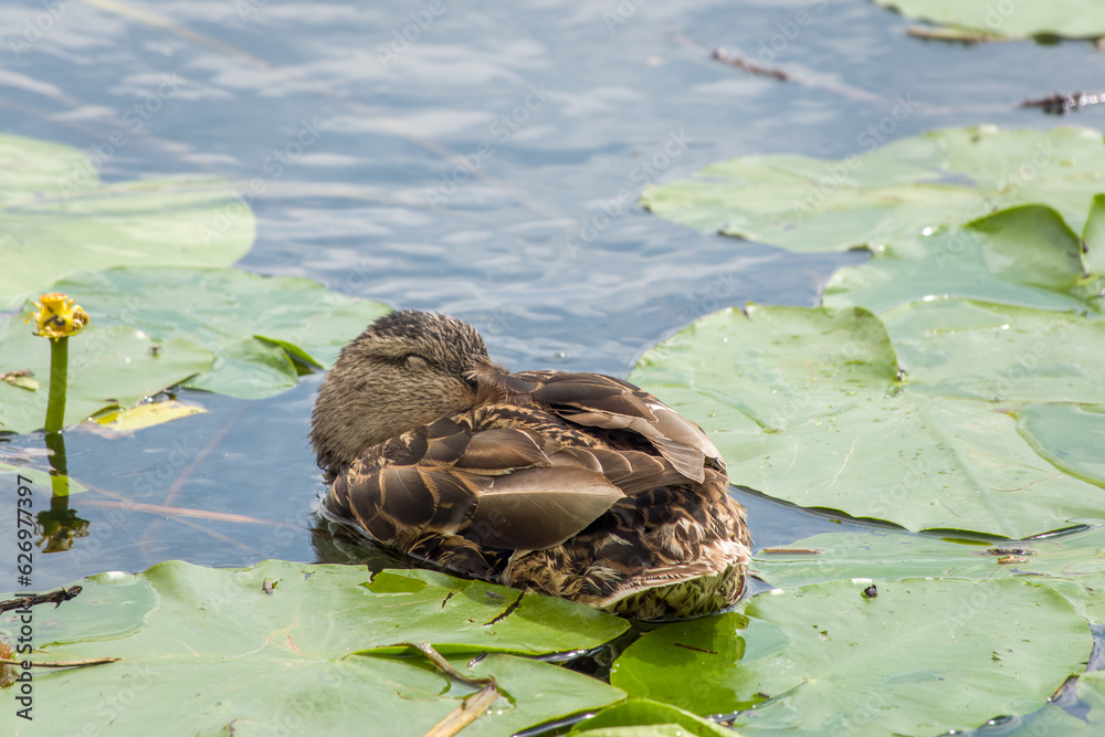 female mallard duck asleep amongst lily pads on the river female mallard duck asleep amongst lily pads on the river
