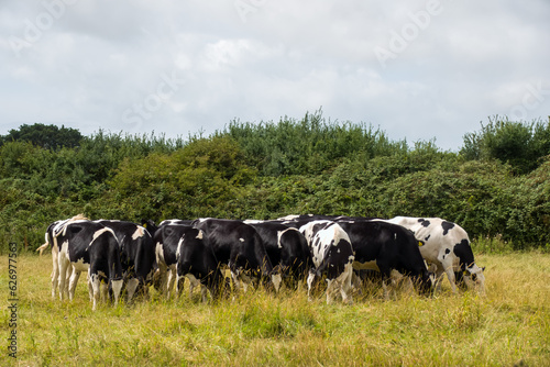 herd of black and white cows grazing in a line